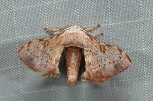 Greenish Silk-Moth - photo 6