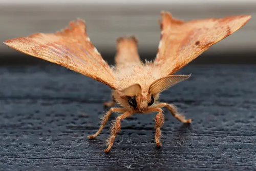 Greenish Silk-Moth - photo 7