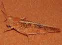 Toothed Dune Grasshopper