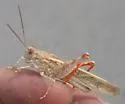 Toothed Dune Grasshopper - photo 2