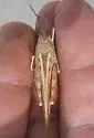 Toothed Dune Grasshopper - photo 3