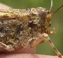 Toothed Dune Grasshopper - photo 4