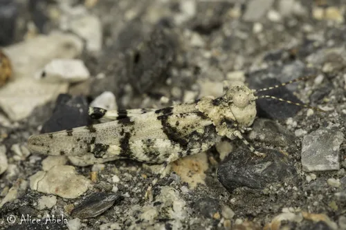 McNeill's White Grasshopper