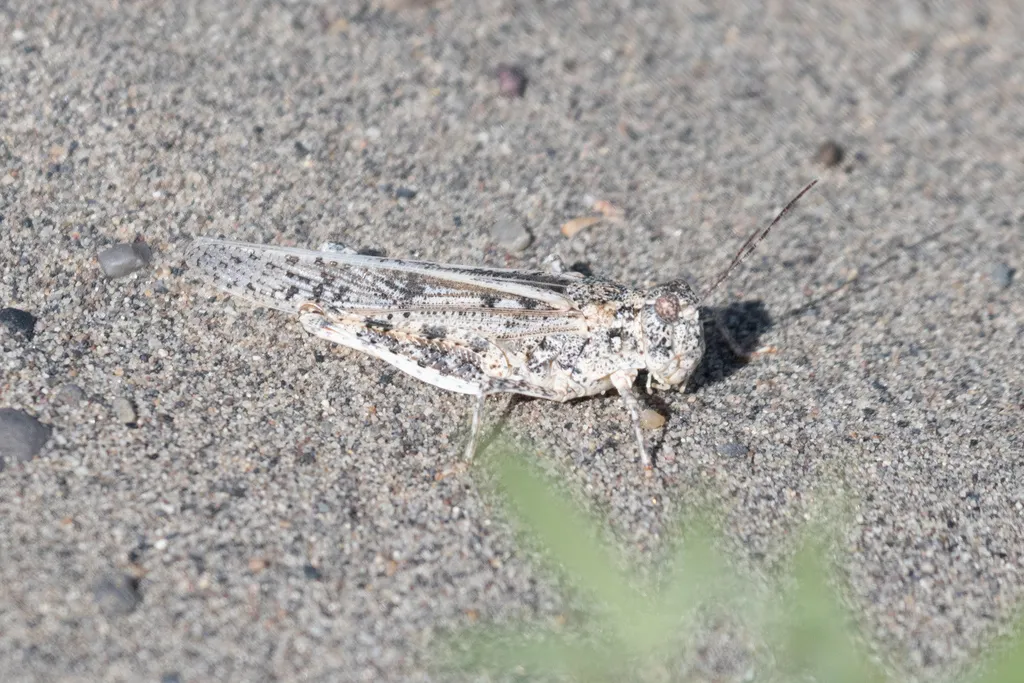 Rehn's Dune Grasshopper - photo 2