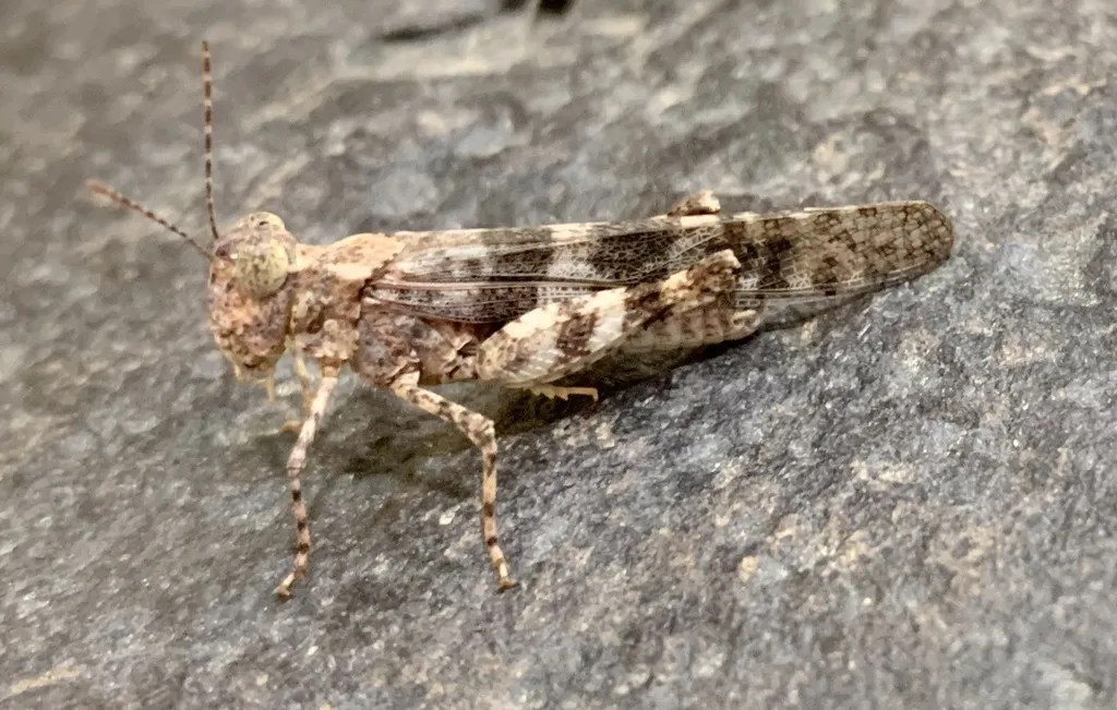 Colorado River Blue-wing Grasshopper - photo 2