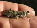 Forest Falls Grasshopper - photo 2