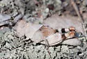 Two-banded Grasshopper