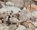 Two-banded Grasshopper - photo 2
