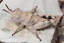 Two-banded Grasshopper - photo 3