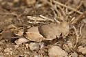 Two-banded Grasshopper - photo 4
