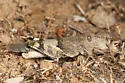 Two-banded Grasshopper - photo 5