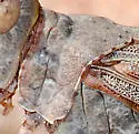 Strenuous Grasshopper