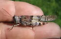 Strenuous Grasshopper - photo 2