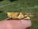 Strenuous Grasshopper - photo 3