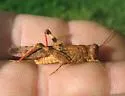Strenuous Grasshopper - photo 4
