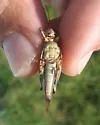 Masked Grasshopper