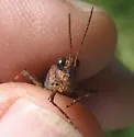 Masked Grasshopper - photo 2