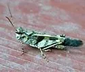 Masked Grasshopper - photo 3