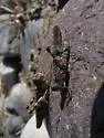 Blue-winged Grasshopper