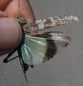 Blue-winged Grasshopper - photo 3
