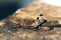Blue-winged Grasshopper - photo 5