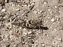 Geyser Grasshopper