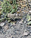 Geyser Grasshopper - photo 2