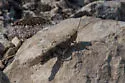Geyser Grasshopper - photo 3