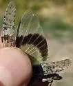 Geyser Grasshopper - photo 4