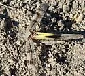 Geyser Grasshopper - photo 5