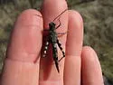 Fontana Grasshopper