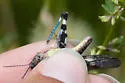Fontana Grasshopper - photo 3