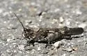 Fontana Grasshopper - photo 5