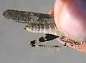 Pine Bluffs Grasshopper
