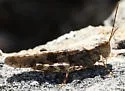Pine Bluffs Grasshopper - photo 2