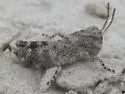 Pine Bluffs Grasshopper - photo 3