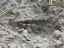 Pine Bluffs Grasshopper - photo 4