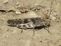 Pine Bluffs Grasshopper - photo 5