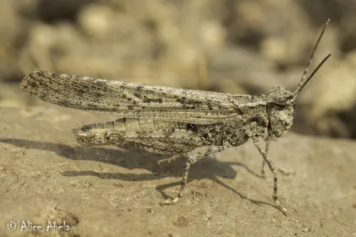 Thomas' Slender Grasshopper