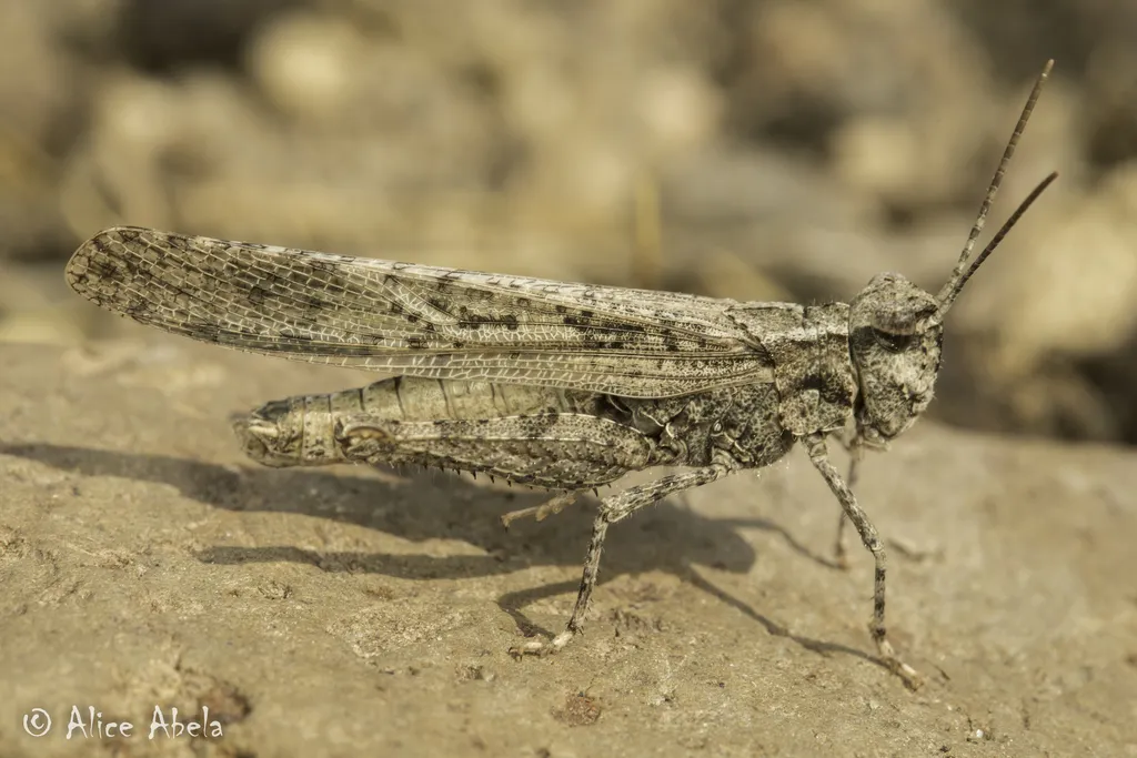 Thomas' Slender Grasshopper - photo 2