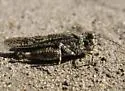 Helfer's Dune Grasshopper
