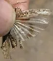 Helfer's Dune Grasshopper - photo 3