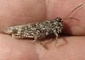 Helfer's Dune Grasshopper - photo 4