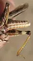 Helfer's Dune Grasshopper - photo 5