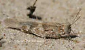 Lake Huron Locust