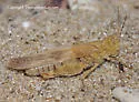 Lake Huron Locust - photo 3