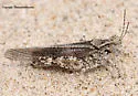Lake Huron Locust - photo 4