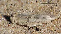 Lake Huron Locust - photo 5