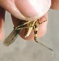 Inconspicuous Grasshopper
