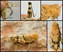 Inconspicuous Grasshopper - photo 3